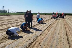 自走式电动蔬菜精量播种机试验研发成功